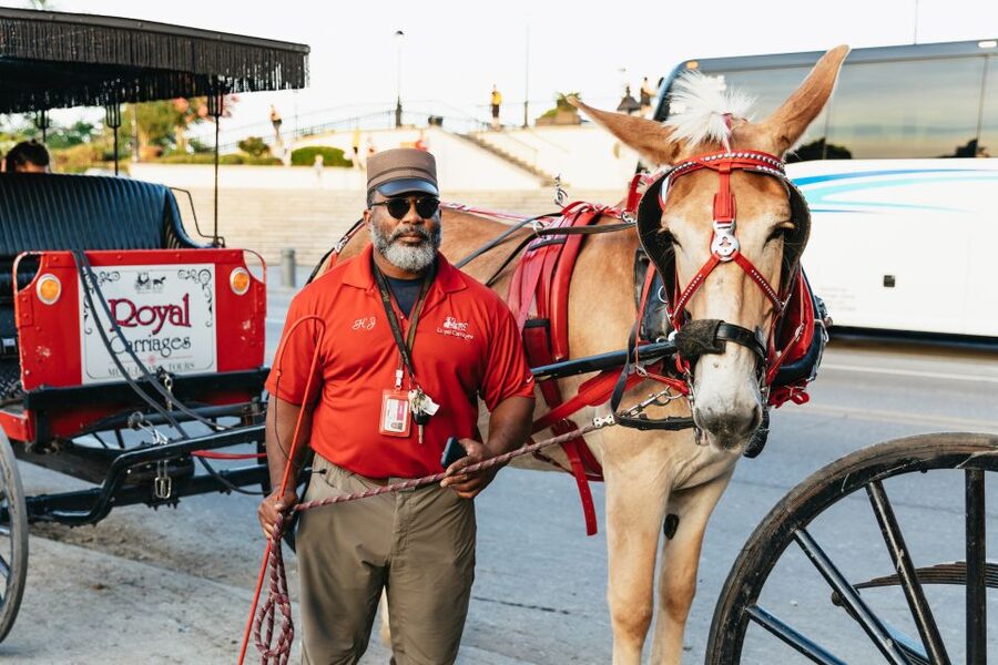 New Orleans: French Quarter Sightseeing Carriage Ride - The guide and mule make the difference
