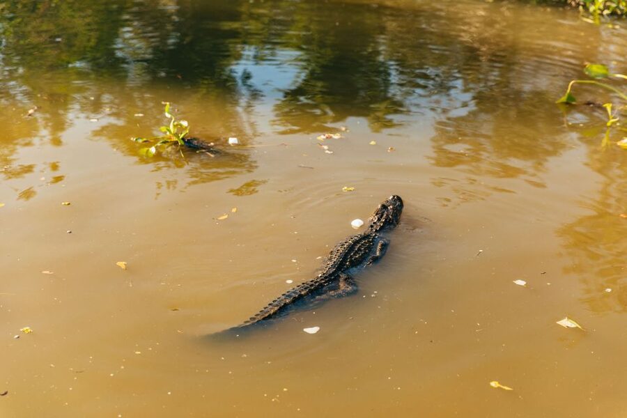 New Orleans: Guided Swamp Cruise by Tour Boat - Key points to know before you book
