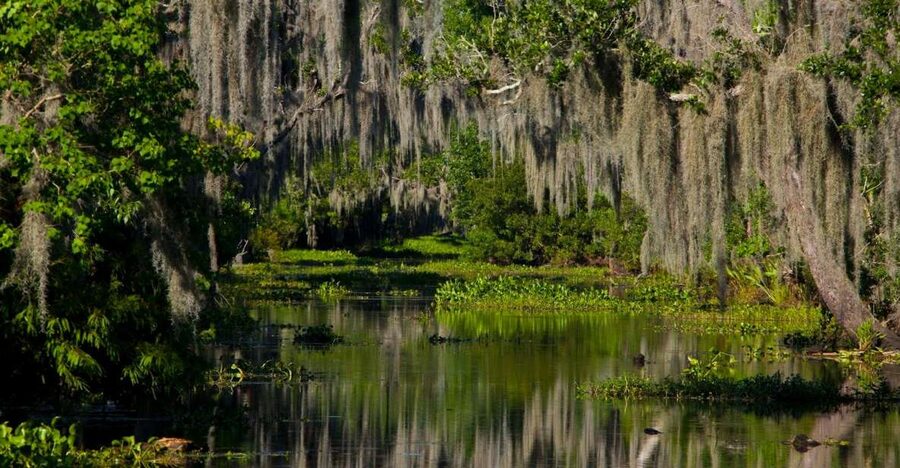 New Orleans: High Speed 16 Passenger Airboat Ride - Key points before you book