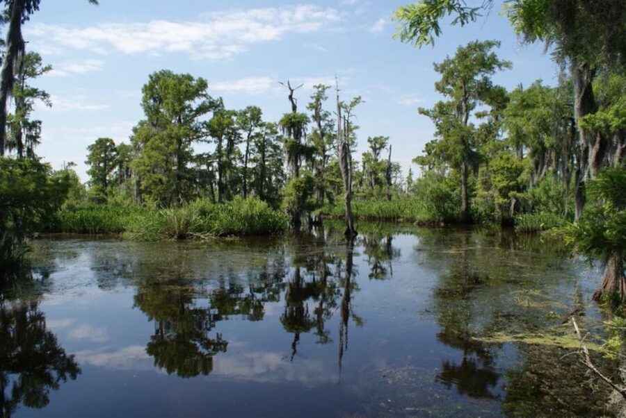 New Orleans: High Speed 16 Passenger Airboat Ride - From New Orleans streets to the Jean Lafitte wetlands