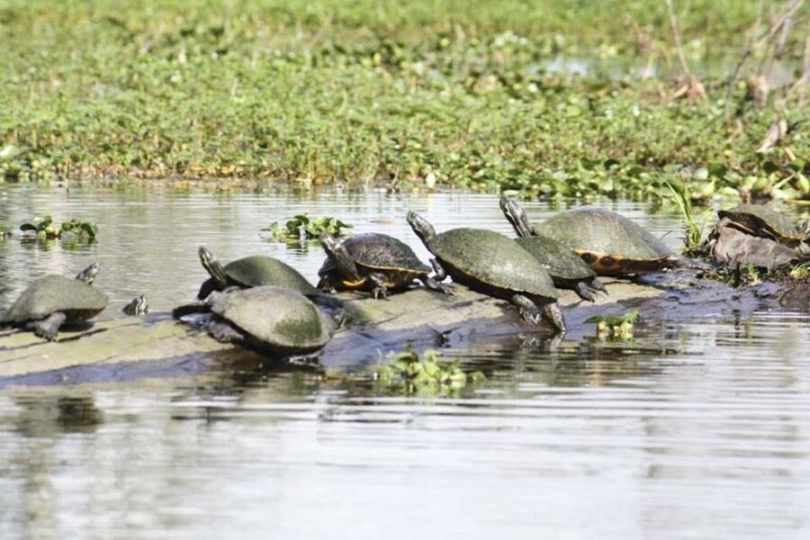 New Orleans: High Speed 16 Passenger Airboat Ride - Cajun life and the wetland story