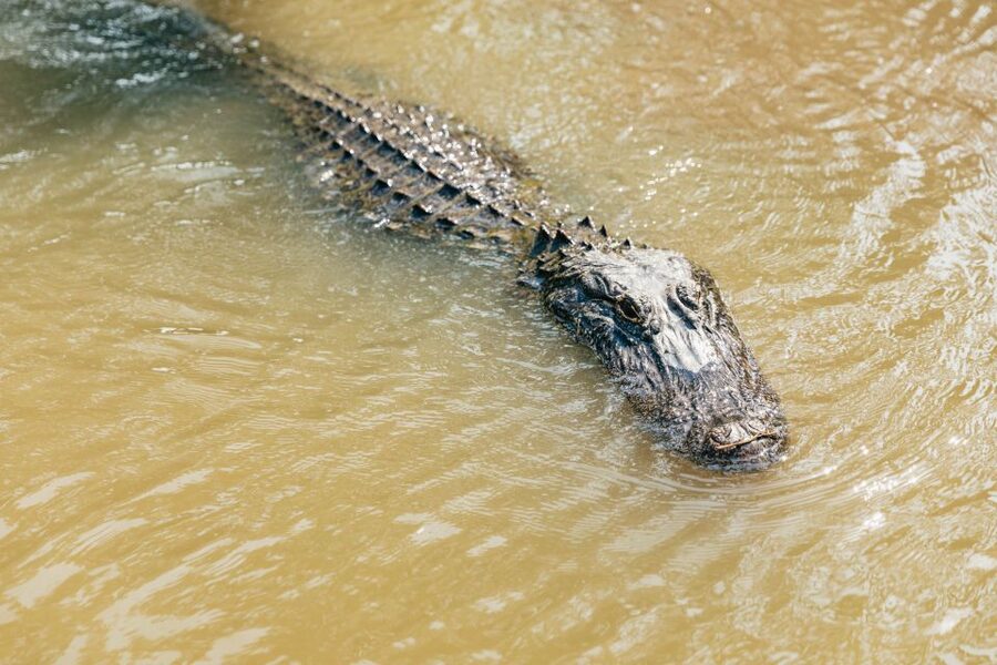 New Orleans: High Speed 9 Passenger Airboat Tour - The thrill of speed, followed by still water