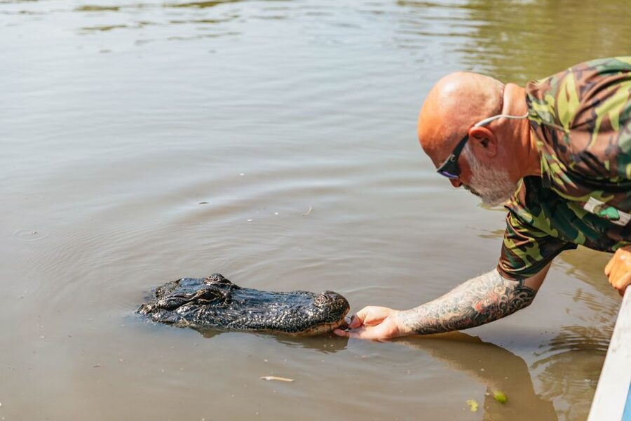 New Orleans: High Speed 9 Passenger Airboat Tour - Alligators, birds, and the luck of timing