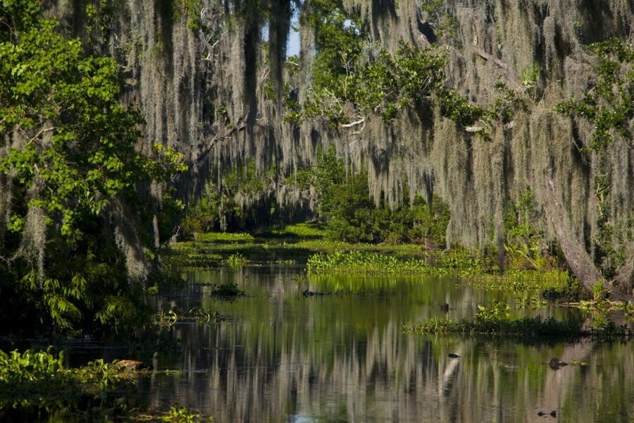 New Orleans: High Speed 9 Passenger Airboat Tour - How much value do you get for $89?
