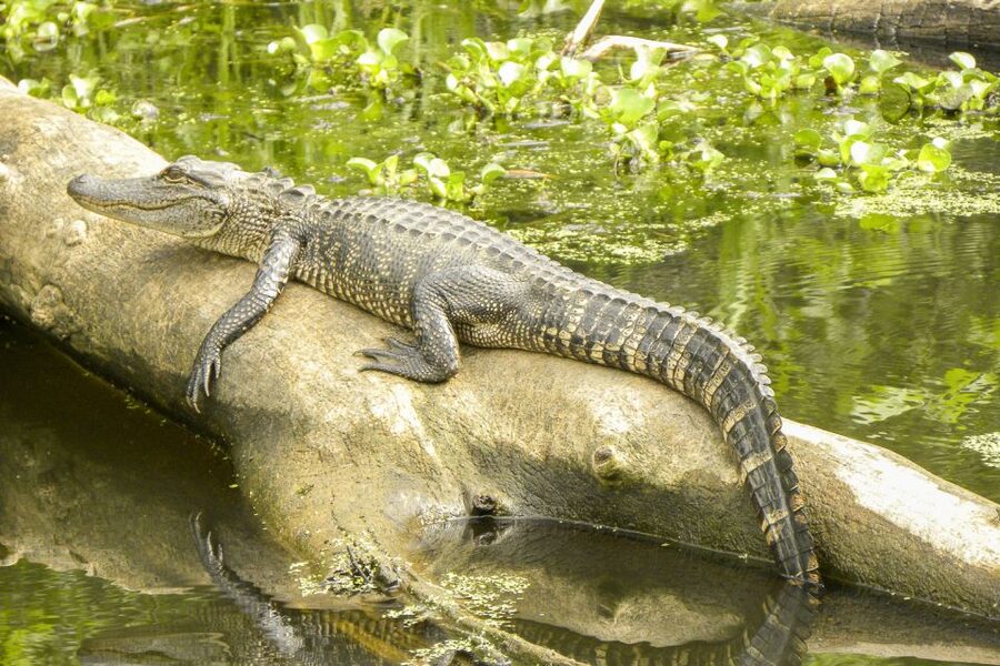 New Orleans Manchac Bayou Swamp Cruise W/ Optional Pick-Up - Reaching Cajun Pride Swamp Tours from New Orleans