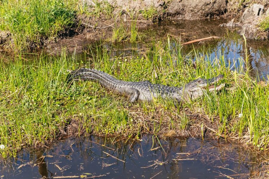 New Orleans: Oak Alley Plantation & Airboat Swamp Combo Tour - The transport is useful, but the road time is real