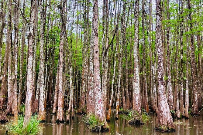 New Orleans Self-Transport Swamp and Bayou Boat Tour - Should you book the Honey Island Swamp tour?