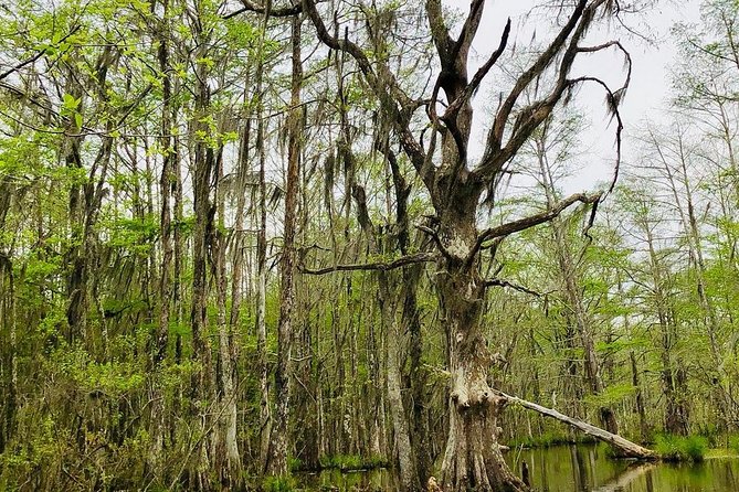 New Orleans Self-Transport Swamp and Bayou Boat Tour - Searching for alligators and other swamp wildlife
