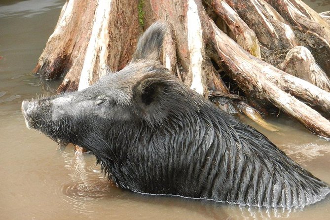 New Orleans Swamp and Bayou Boat Tour with Transportation - From the French Quarter to Honey Island Swamp