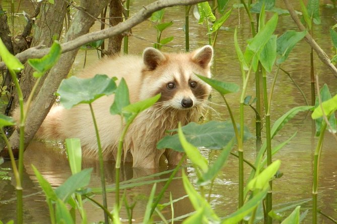 New Orleans Swamp and Bayou Boat Tour with Transportation - Is $70.12 a fair price?