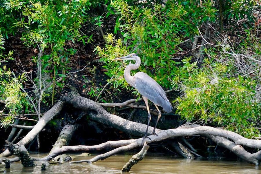 New Orleans: Swamp Boat Ride & Oak Alley Plantation Tour - Manchac Swamp trades grand rooms for open water