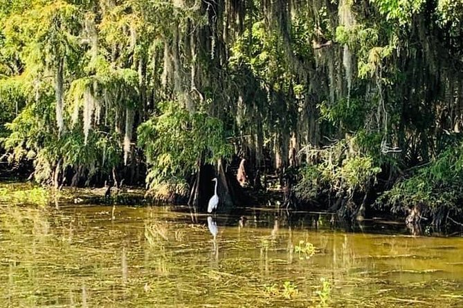 New Orleans Swamp Tour Boat Adventure - What $35 Gets You