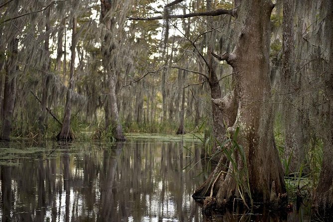 New Orleans Swamp Tour Boat Adventure - Reading the Wetlands as You Cruise