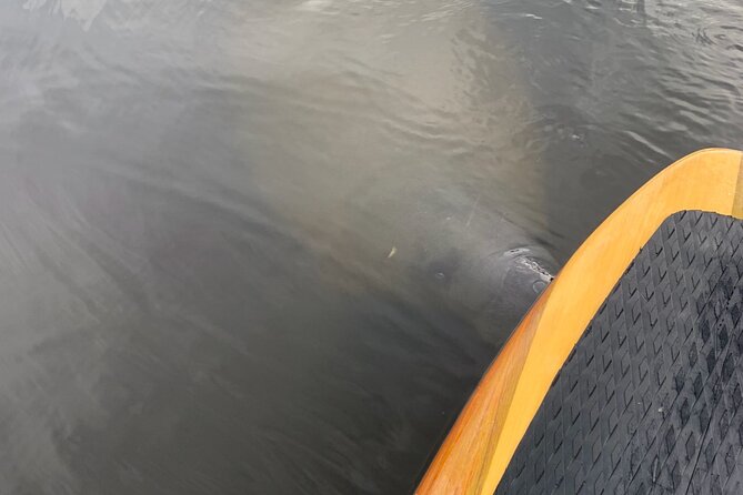 New Smyrna Dolphin and Manatee Kayak and SUP Adventure Tour - Key points to know before booking