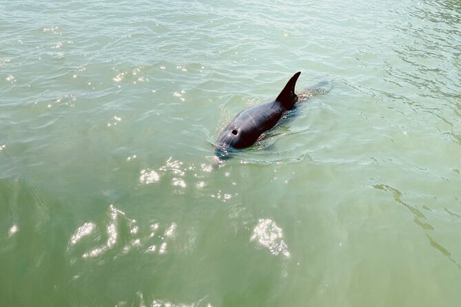 New Smyrna Dolphin and Manatee Kayak and SUP Adventure Tour - Kayak or paddleboard: which is better?