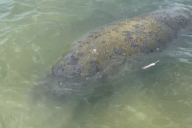 New Smyrna Dolphin and Manatee Kayak and SUP Adventure Tour - The guides are the strongest part