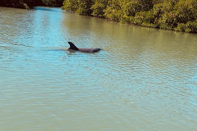 New Smyrna Dolphin and Manatee Kayak and SUP Adventure Tour - Scenery: peaceful backwaters, but not always wild
