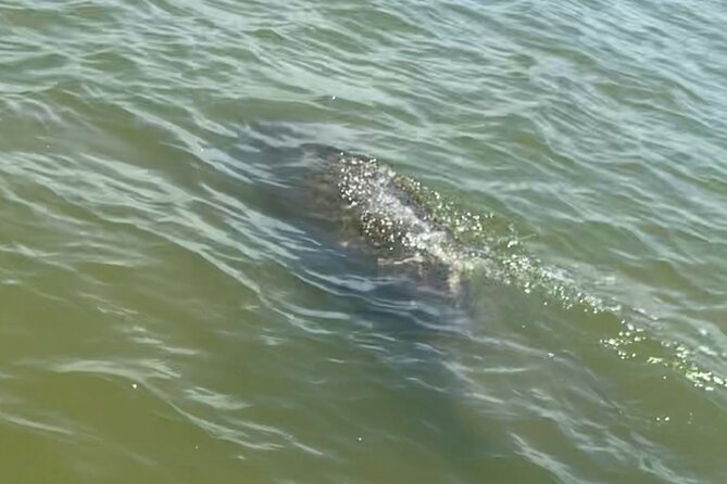 New Smyrna Dolphin and Manatee Kayak and SUP Adventure Tour - Looking for manatees in the tidal water
