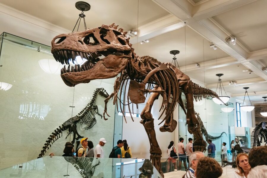 New York City: American Museum of Natural History Ticket - Key points at a glance