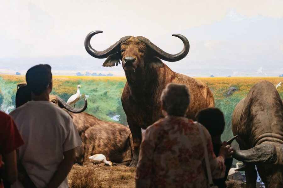 New York City: American Museum of Natural History Ticket - Is $37 good value?