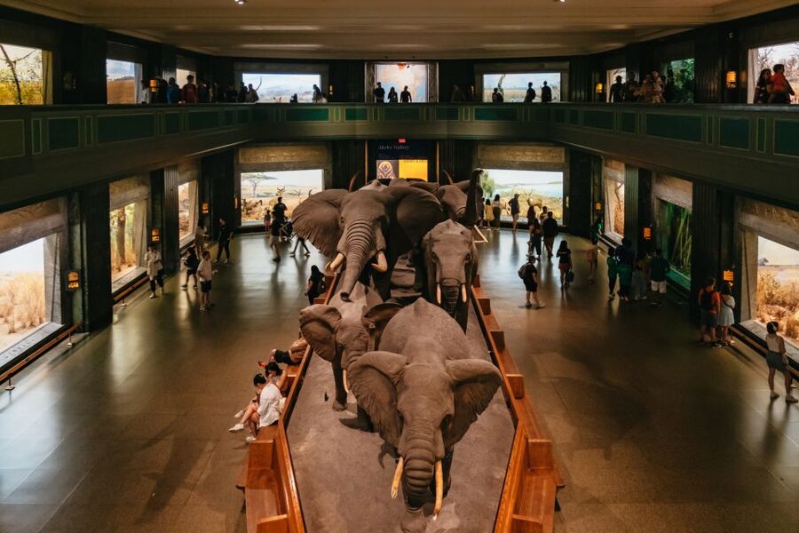 New York City: American Museum of Natural History Ticket - Why this museum needs more than a quick visit
