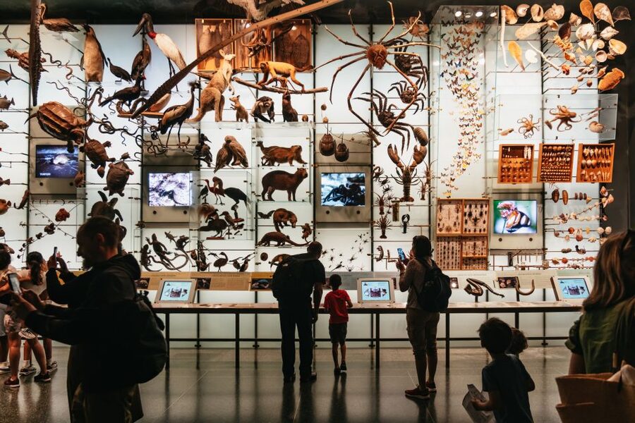 New York City: American Museum of Natural History Ticket - Dioramas, biodiversity, and the world of living things