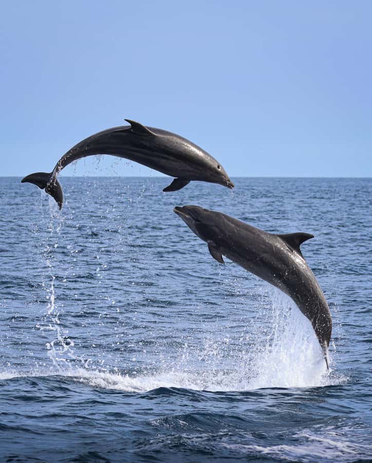 Newport Beach: 2-Hour Whale Watching Tour - Key points at a glance
