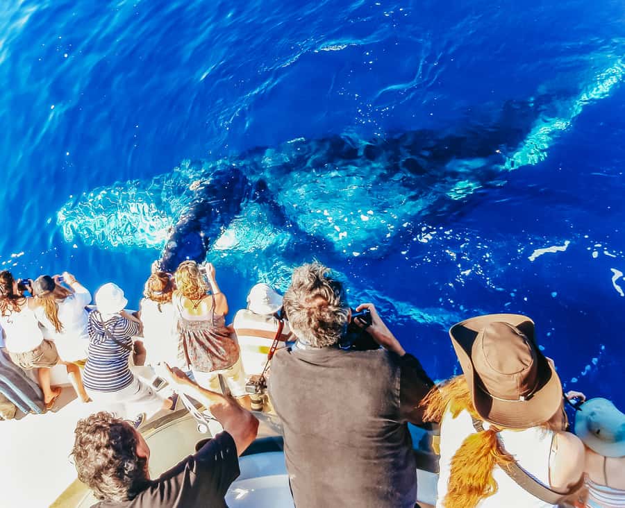 Newport Beach: 2-Hour Whale Watching Tour - Why this $27 cruise can be a smart Newport Beach buy