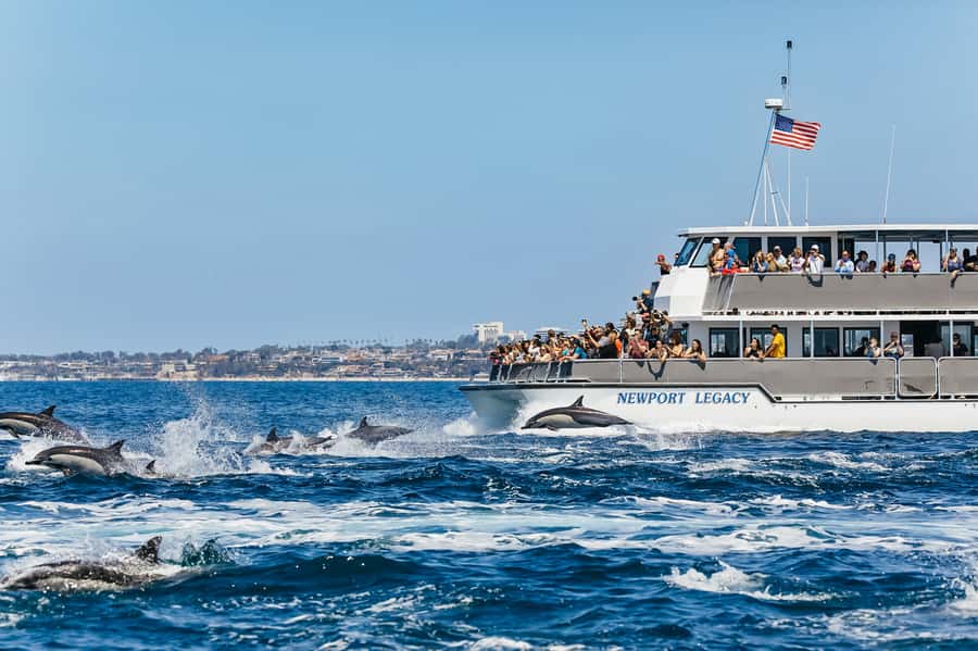 Newport Beach: 2-Hour Whale Watching Tour - What you may see near Newport Beach