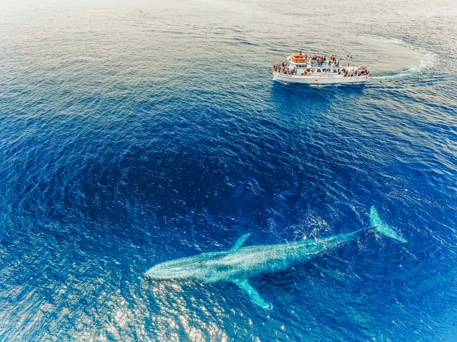 Newport Beach: 2-Hour Whale Watching Tour - Newport Beach, Laguna Beach, and The Wedge