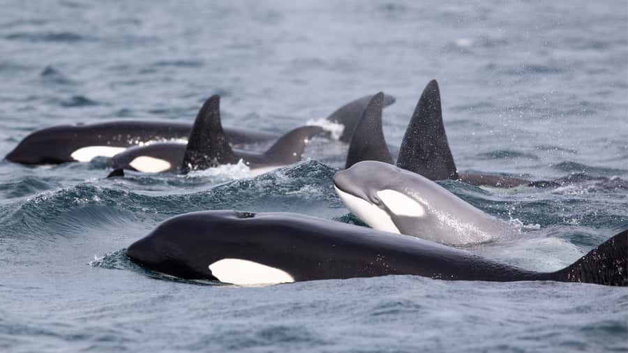 Newport Beach: 2-Hour Whale Watching Tour - What the two hours feel like