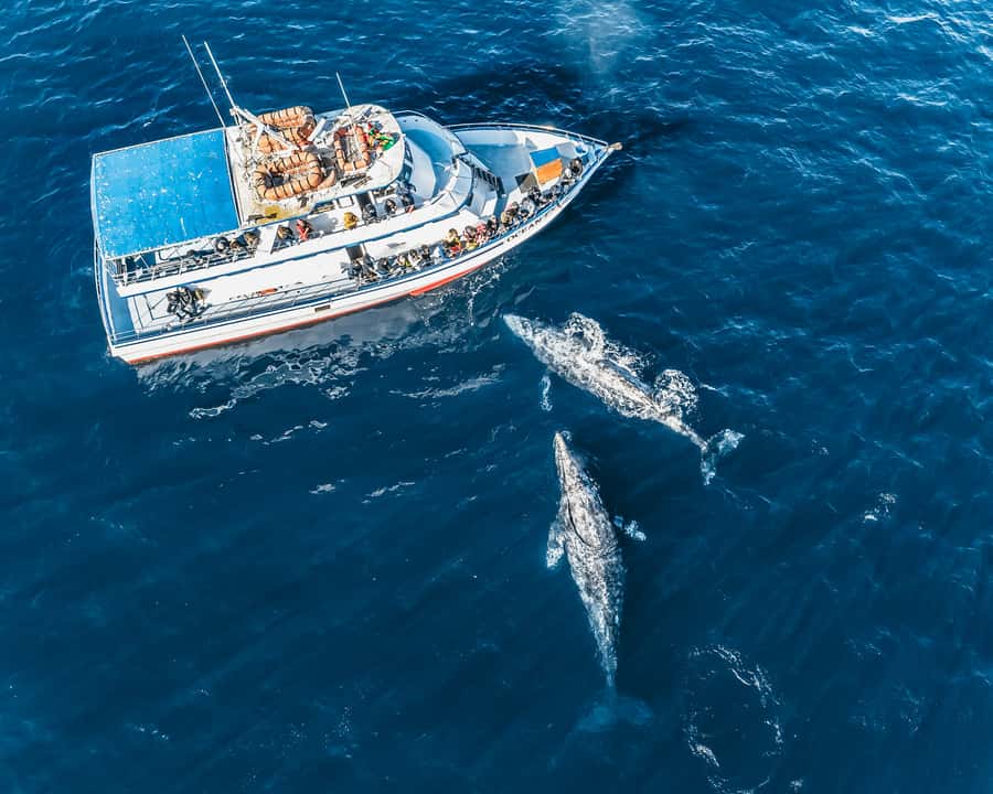 Newport Beach: 2-Hour Whale Watching Tour - Getting there and handling the parking