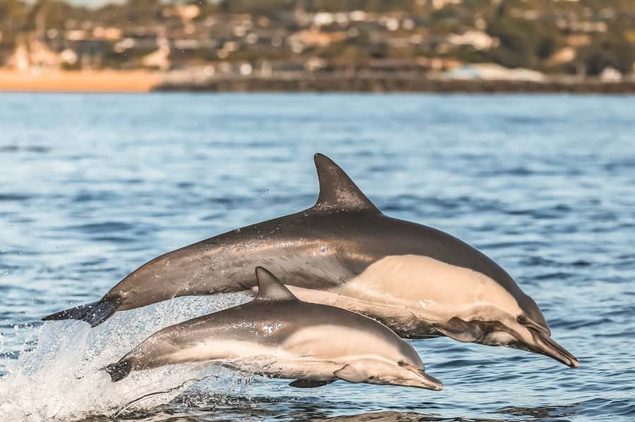 Newport Beach: 2-Hour Whale Watching Tour - Who will enjoy this cruise most