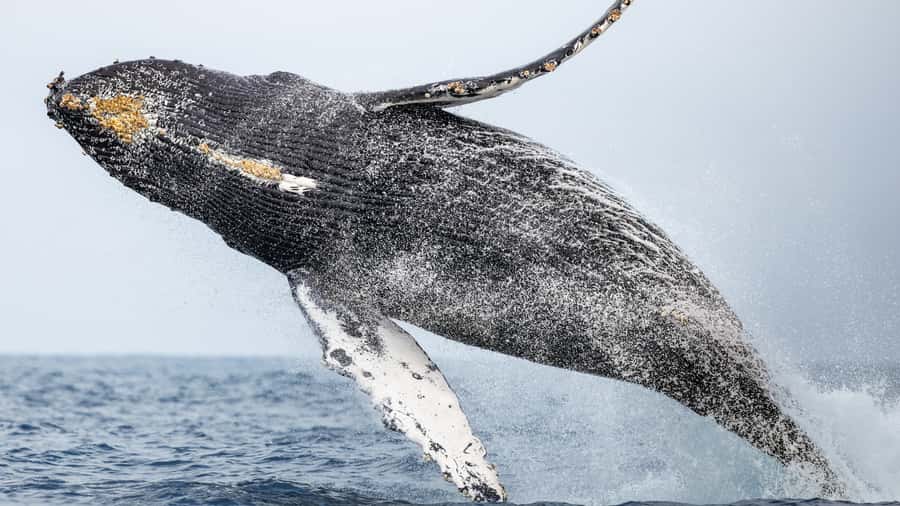 Newport Beach: 2-Hour Whale Watching Tour - Booking details worth knowing