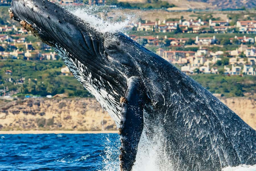 Newport Beach: 2-Hour Whale Watching Tour - From Balboa Pavilion to the open Pacific