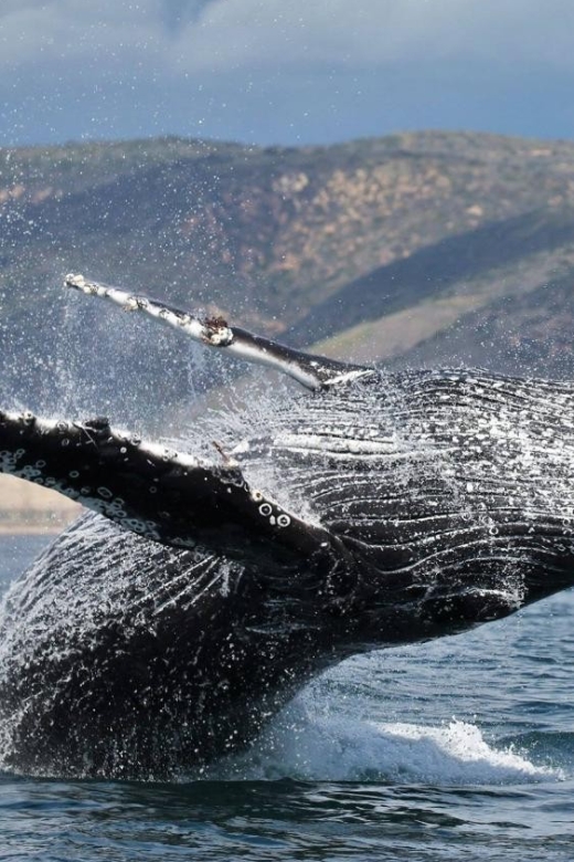 Newport Beach: Whale and Dolphin-Watching Cruise - Key points to know before you book