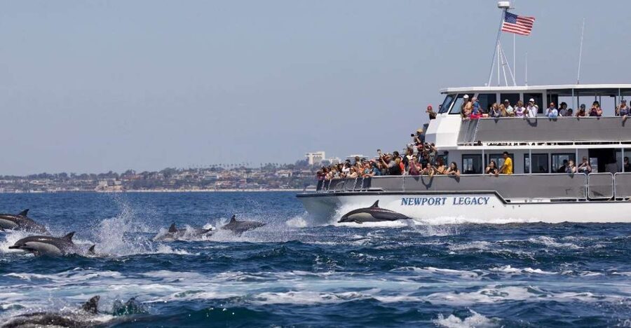 Newport Beach: Whale and Dolphin-Watching Cruise - Why Newport Beach is a good place for whale watching