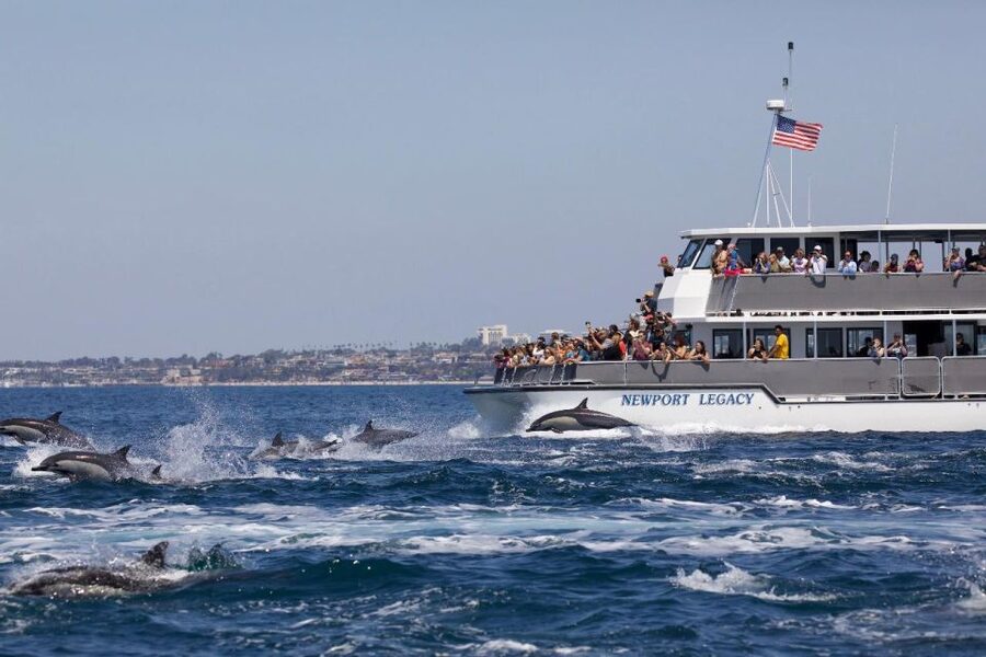 Newport Beach: Whale and Dolphin-Watching Cruise - Leaving from Balboa Island and Newport Harbor