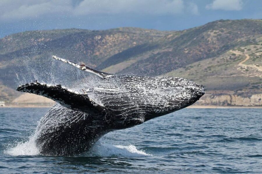 Newport Beach: Whale and Dolphin-Watching Cruise - Balboa Island, Corona del Mar, and the first coastal views