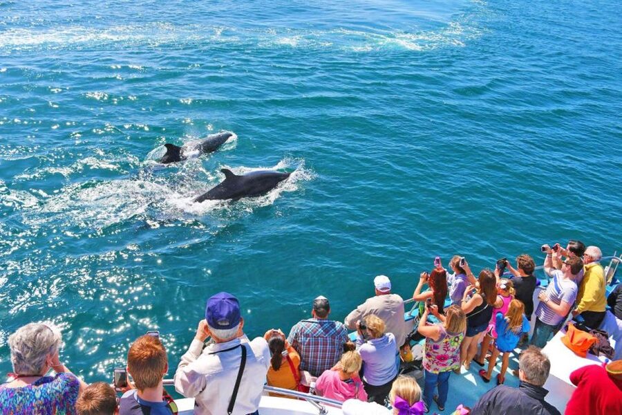 Newport Beach: Whale and Dolphin-Watching Cruise - The two-hour search for dolphins and whales