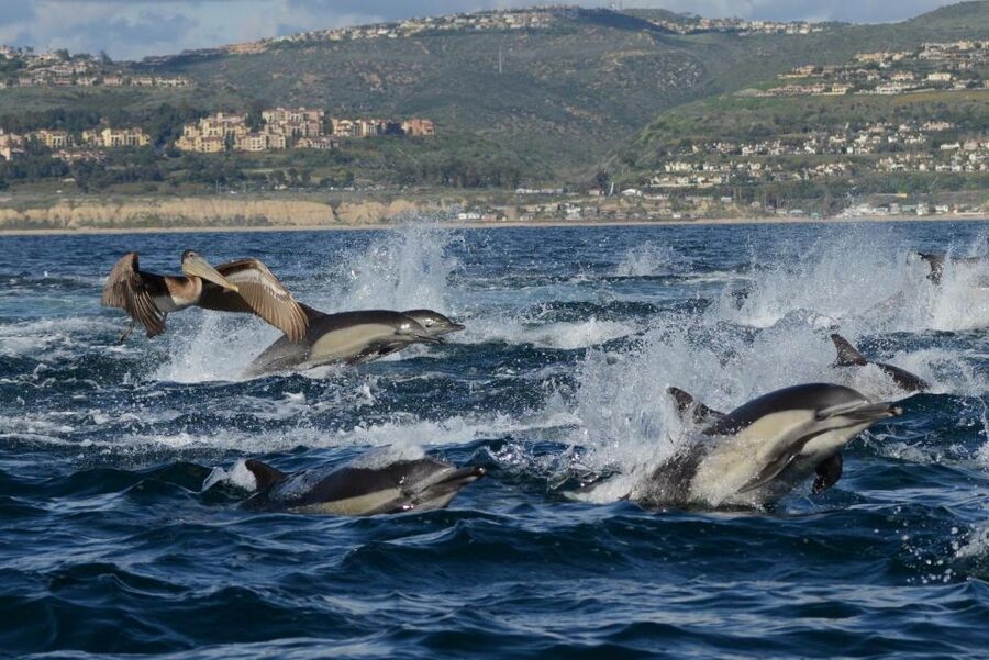 Newport Beach: Whale and Dolphin-Watching Cruise - How good is the value at $30?