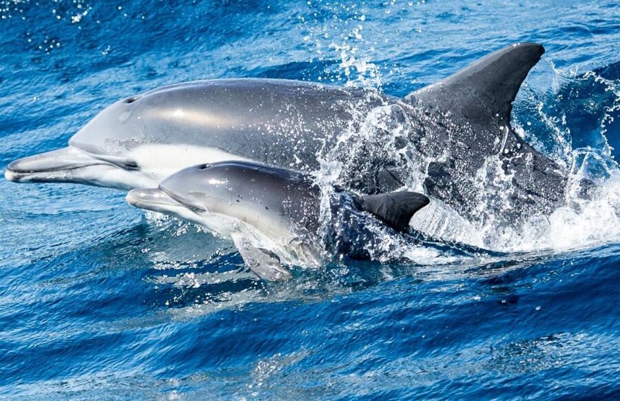 Newport Beach: Whale and Dolphin-Watching Cruise - Who will enjoy this cruise most?