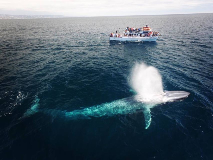 Newport Beach: Whale and Dolphin-Watching Cruise - What you may see during the 150 minutes