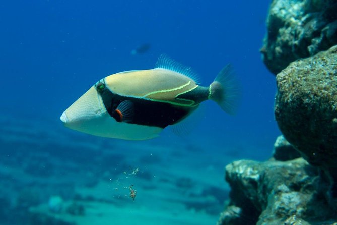 Ni'ihau and Na Pali Coast Snorkel Boat Tour - Who should book this Kauai excursion?