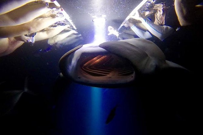 Night Manta Ray Experience - The strange beauty of Kona’s nighttime manta show