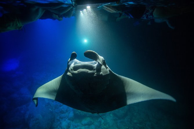 Night Manta Ray Experience - What the manta rays actually do
