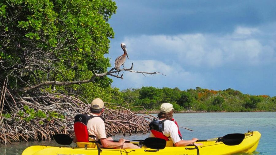 North Miami: Nature & Island Exploration on SUP/Kayak - From Venetian Marina to the mangrove channels