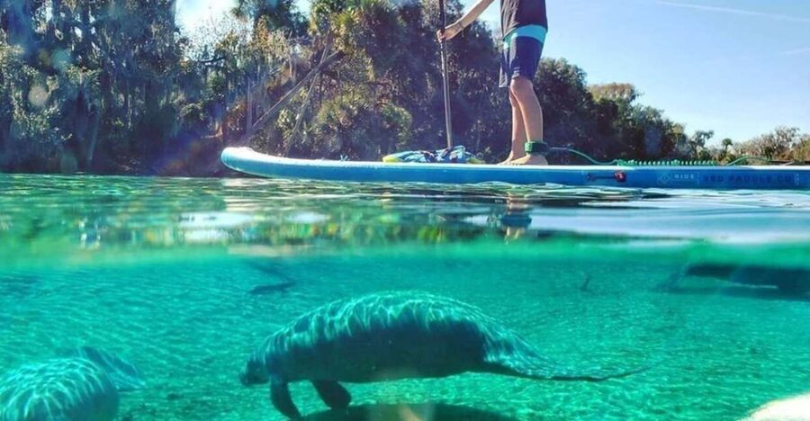 North Miami: Nature & Island Exploration on SUP/Kayak - Island stops, raccoons, and the wildlife question