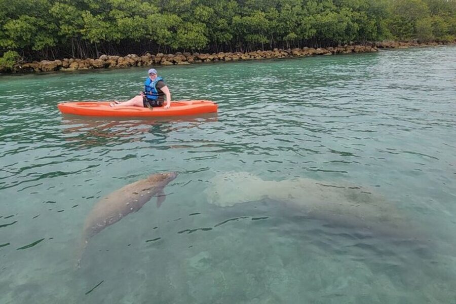 North Miami: Nature & Island Exploration on SUP/Kayak - Should you book the North Miami mangrove tour?