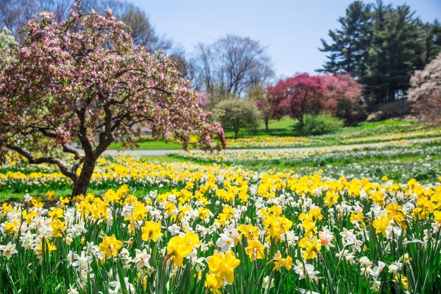 NYC: New York Botanical Garden Pass - The Enid A. Haupt Conservatory